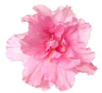 GF Azalea Cosmetic Grade Fragrance Oil