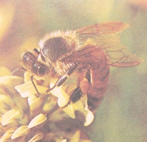 Parfumöl Bee Honey (natürlich)