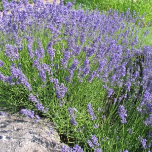 Lavendelblüten ganz blau (Lavandinblüten)