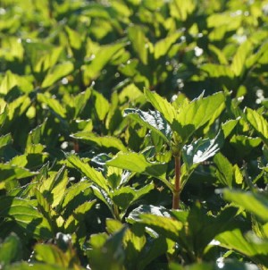 Bergamotte-Minzöl (Mentha Citrataöl) naturrein