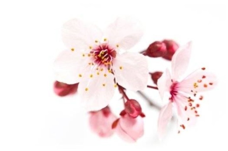 Gracefruit Cherry Blossom Cosmetic Grade Fragrance Oil