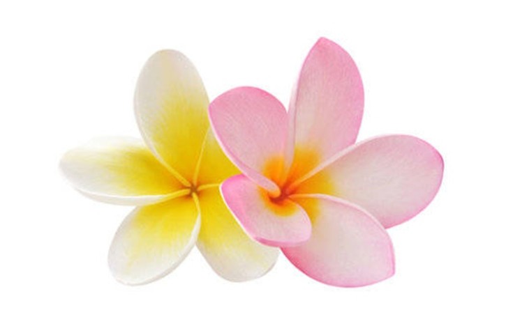 Gracefruit Frangipani Cosmetic Grade Fragrance Oil