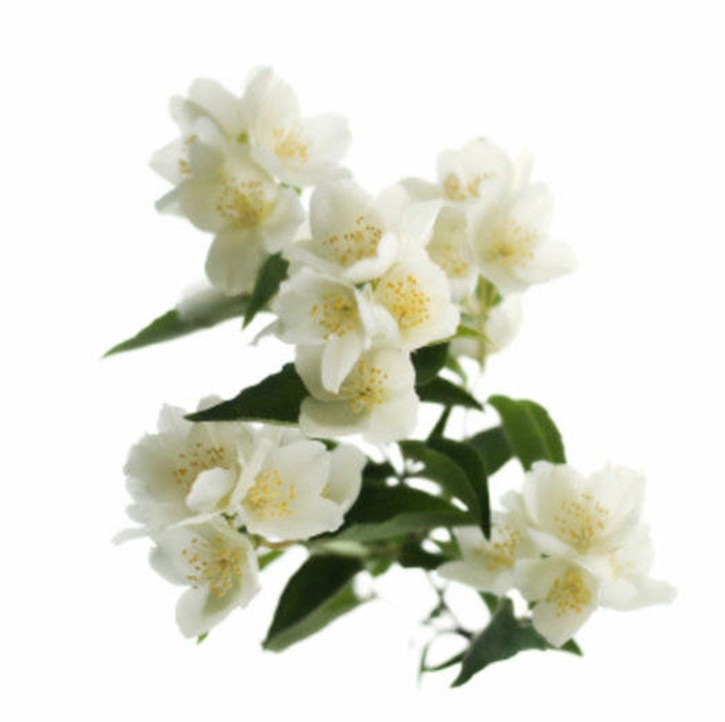 Gracefruit Jasmine Cosmetic Grade Fragrance Oil