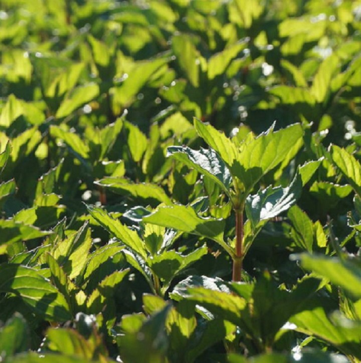 Ätherisches Bergamotte-Minzöl (Mentha Citrataöl) naturrein   1Liter