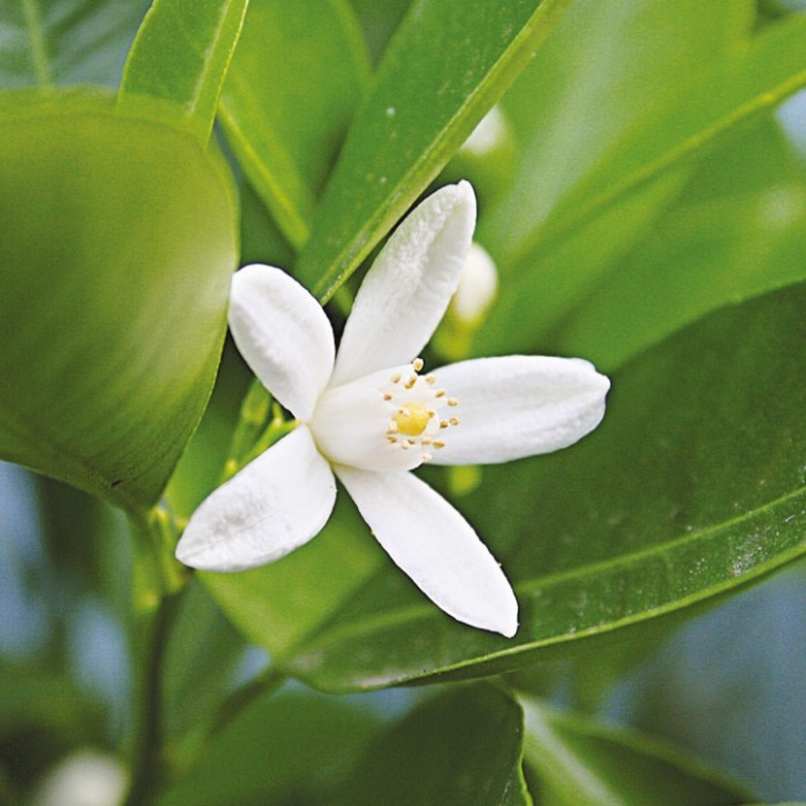 Neroliöl (Orangenblütenöl) naturidentisch, ätherisch