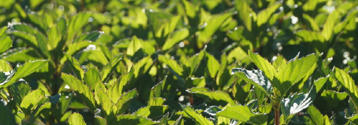 Ätherisches Bergamotte-Minzöl (Mentha Citrataöl) naturrein