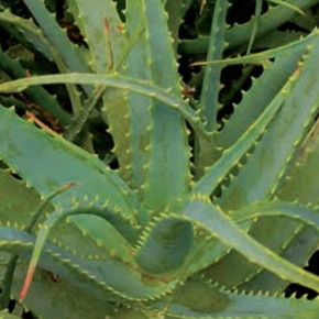 Aloe Vera 10fach (1:10), flüssig    100ml