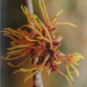 Hamamelis Hydrolat (Hamamelis Destillat)     100ml