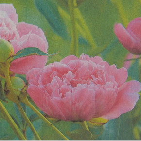 Parfumöl Pfingstrose "Paeonia"     20ml